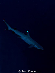 Canon g10&Fantasea Bigeye&Epoque ES350DS by Sean Cooper 